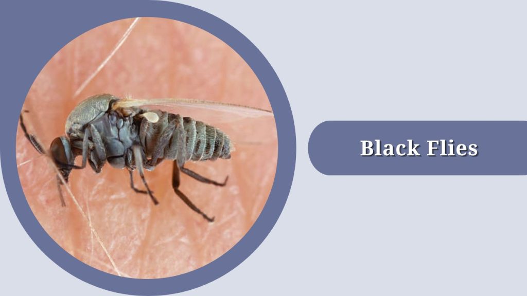Black Flies
