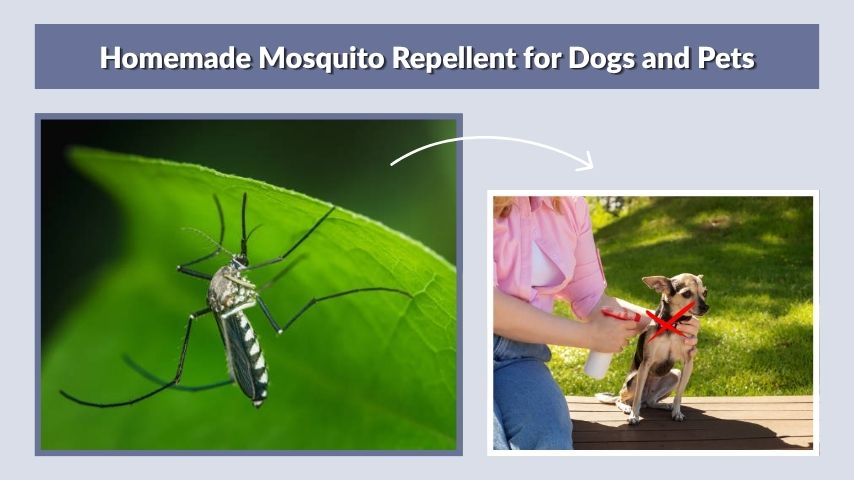 Homemade Mosquito Repellent for Dogs and Pets