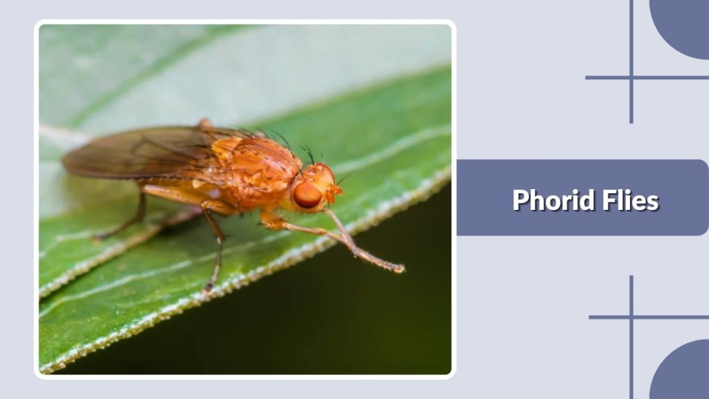 Phorid Flies