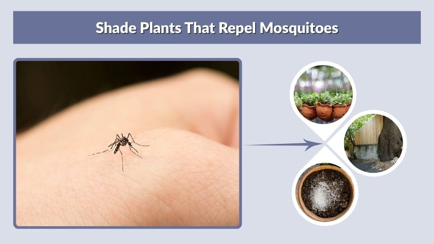 Shade Plants That Repel Mosquitoes