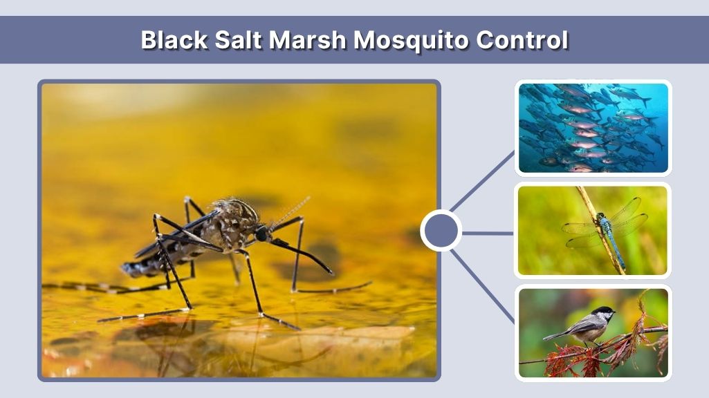 Black Salt Marsh Mosquito Control