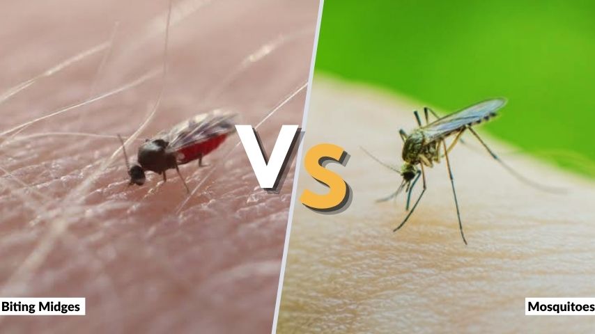 Biting Midges vs Mosquitoes