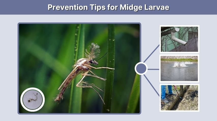 Prevention Tips for Midge Larvae