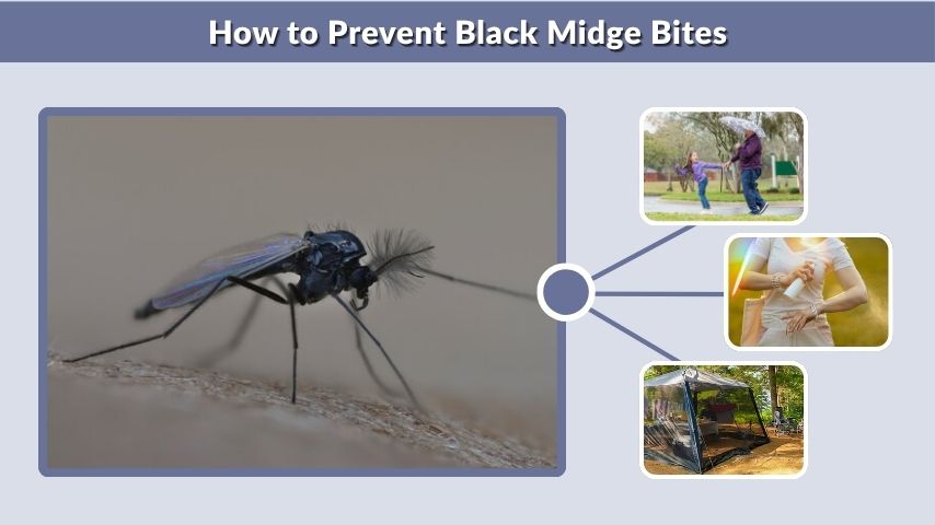 How to Prevent Black Midge Bites