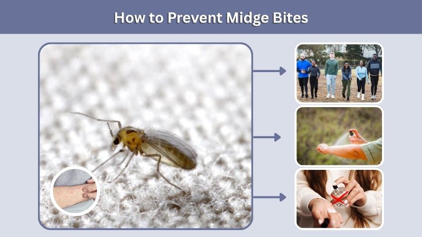 How to Prevent Midge Bites