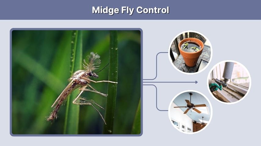 Midge Fly Control