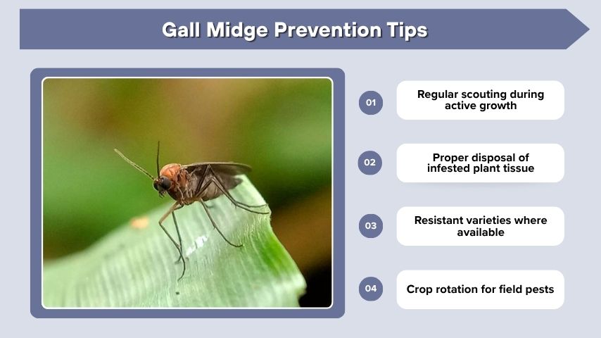 Gall Midge Prevention Tips