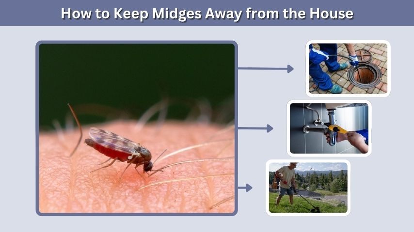 How to Keep Midges Away from the House