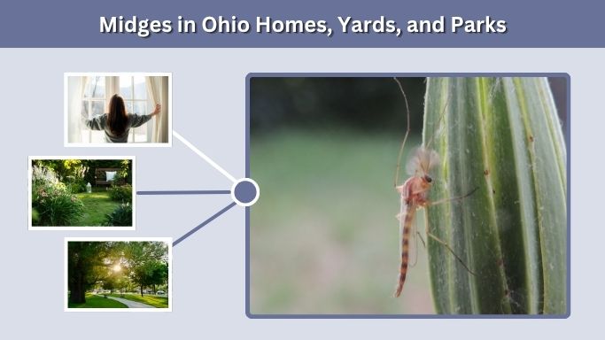 Midges in Ohio Homes, Yards, and Parks