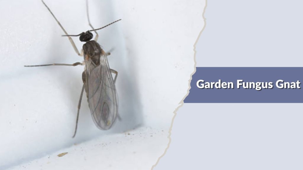 Garden Fungus Gnat