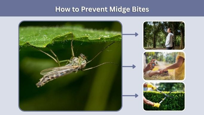 How to Prevent Midge Bites