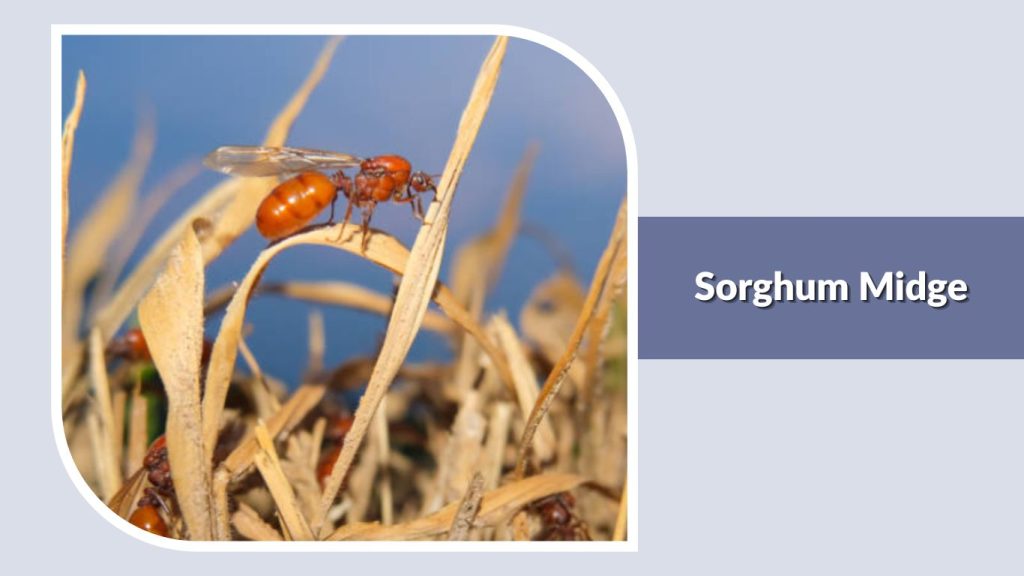 Sorghum Midge