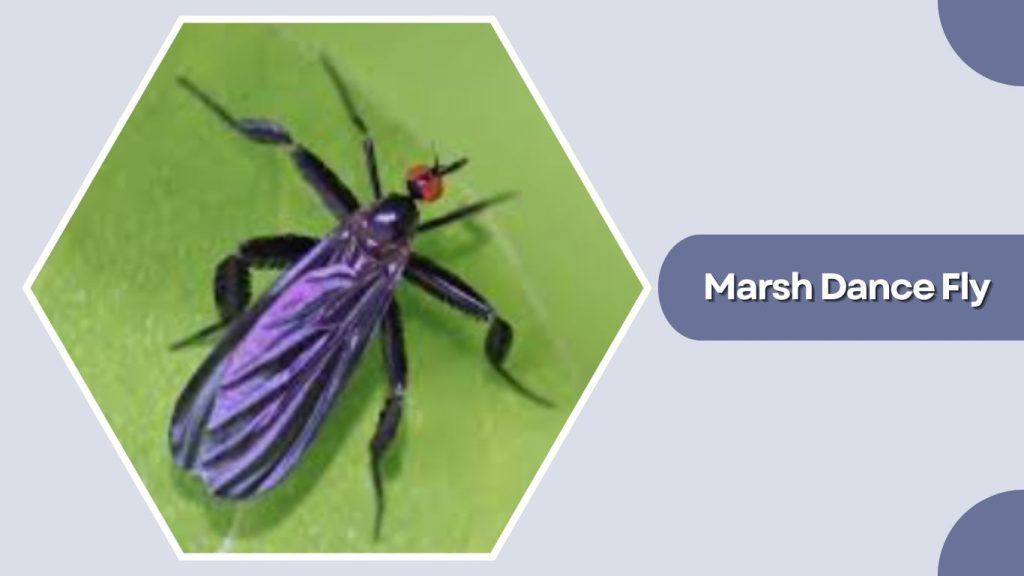 Marsh Dance Fly
