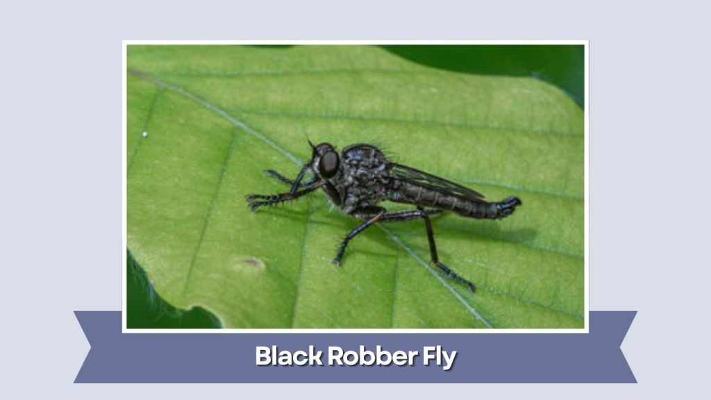 Black Robber Fly