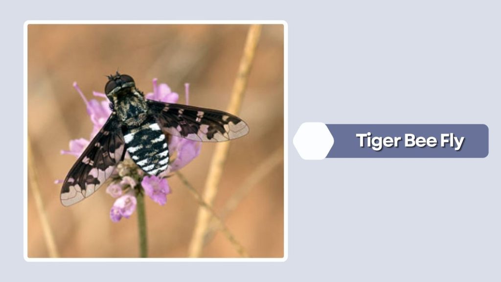 Tiger Bee Fly