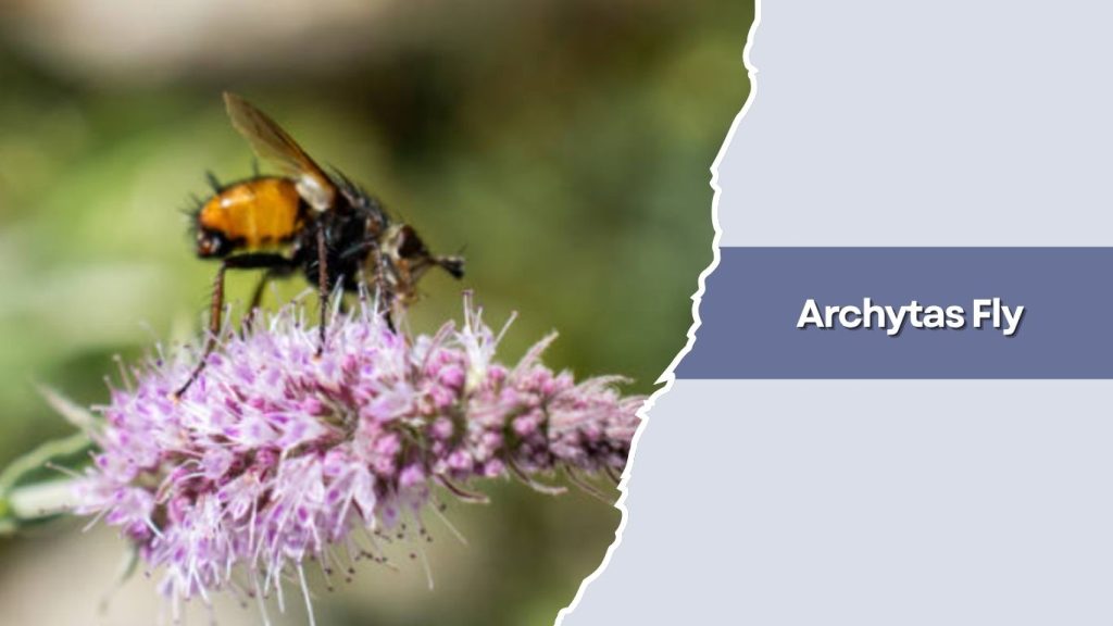 Archytas Fly