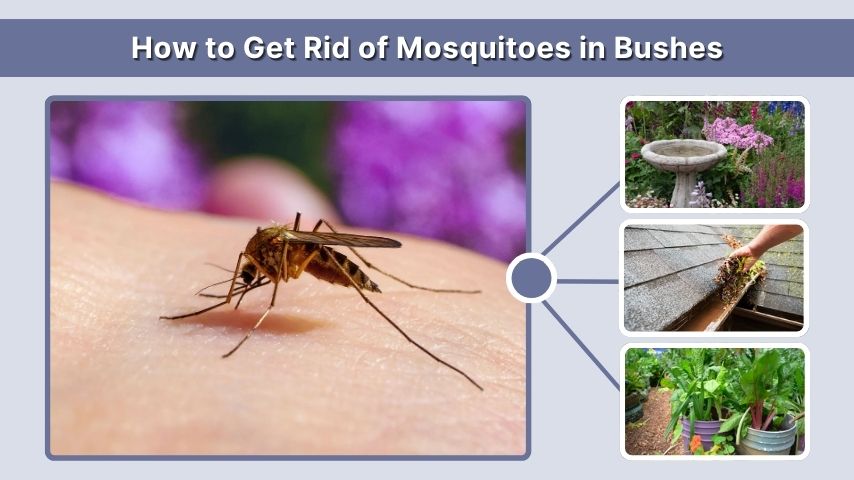 How to Get Rid of Mosquitoes in Bushes