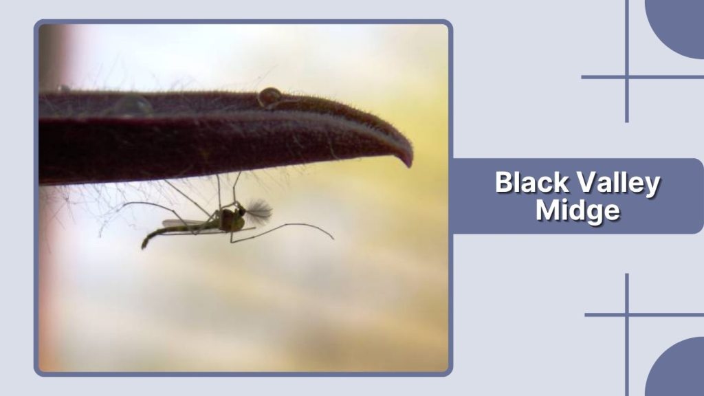 Black Valley Midge