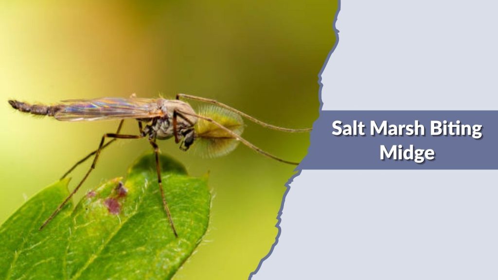 Salt Marsh Biting Midge