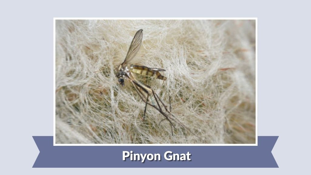 Pinyon Gnat