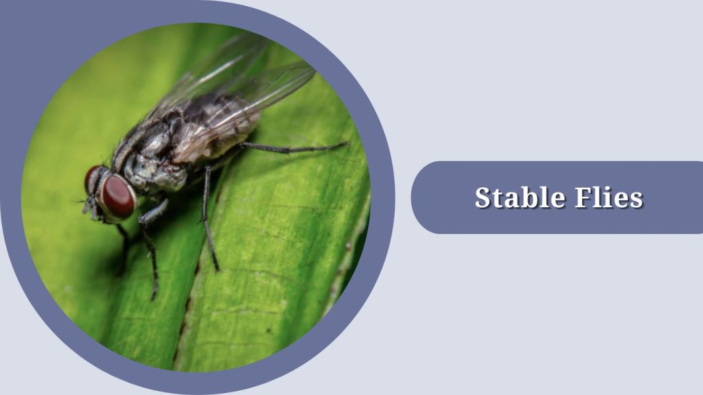 Stable Flies
