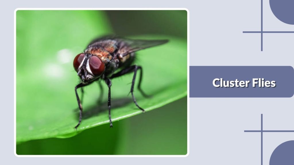 Cluster Flies