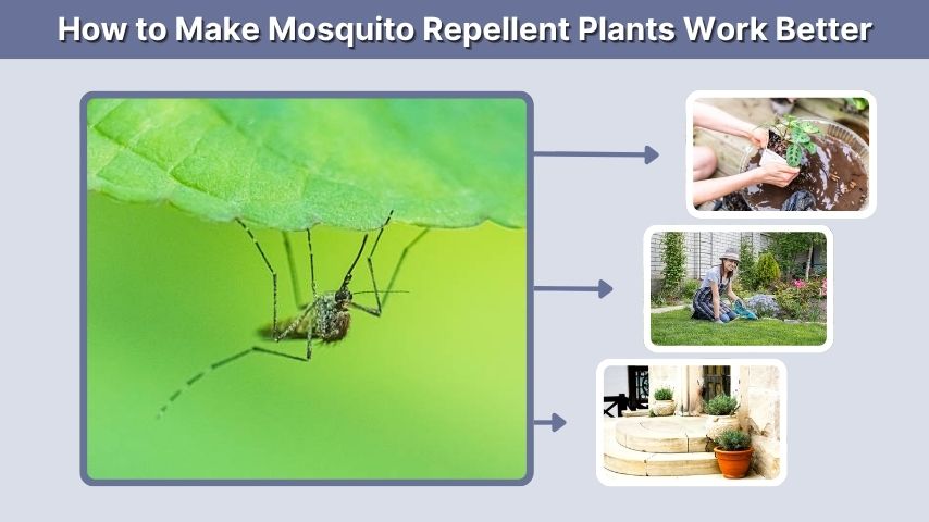 How to Make Mosquito Repellent Plants Work Better