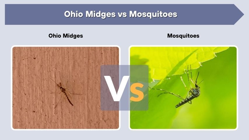 Ohio Midges vs Mosquitoes