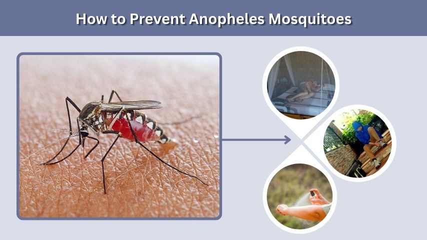 How to Prevent Anopheles Mosquitoes
