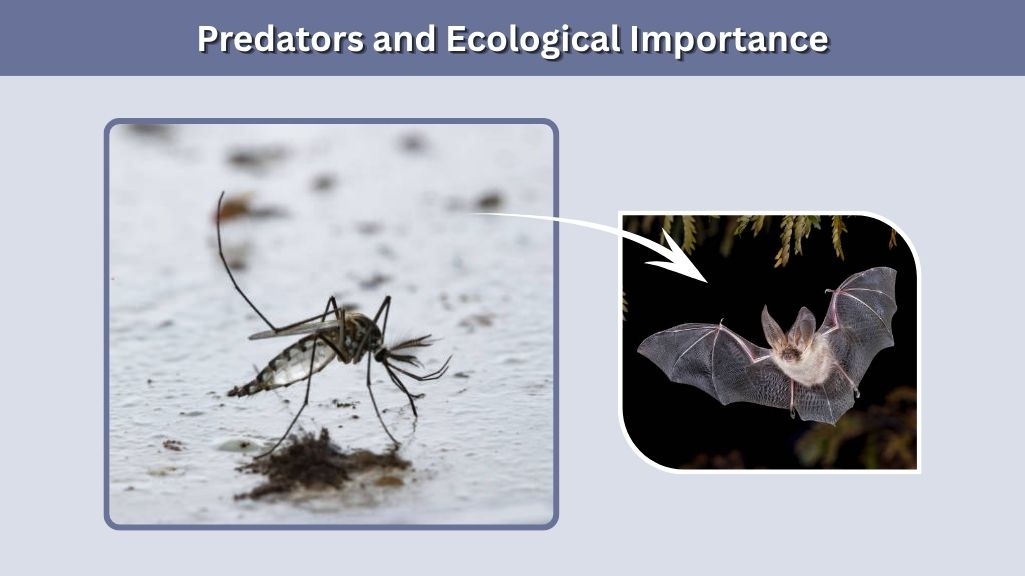 Predators and Ecological Importance