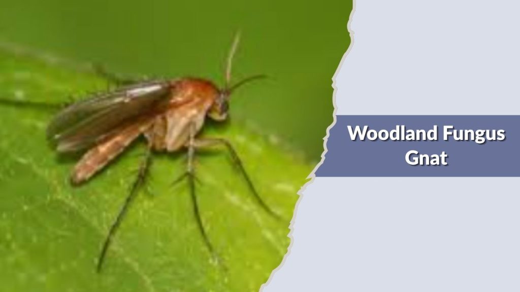 Woodland Fungus Gnat