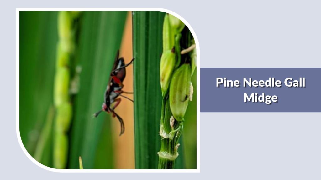 Pine Needle Gall Midge