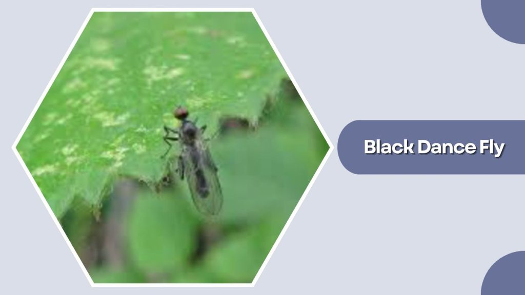 Black Dance Fly