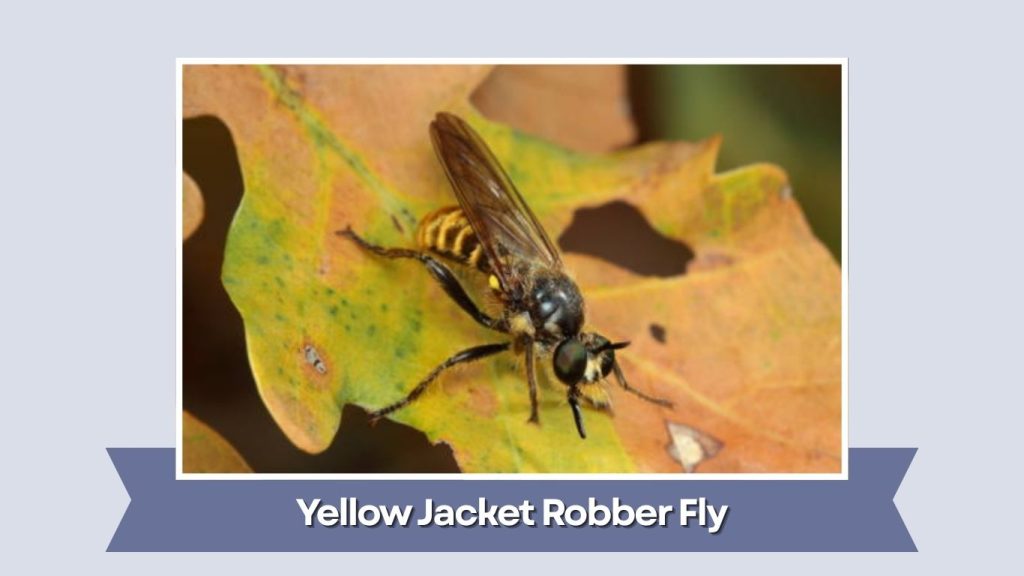 Yellow Jacket Robber Fly