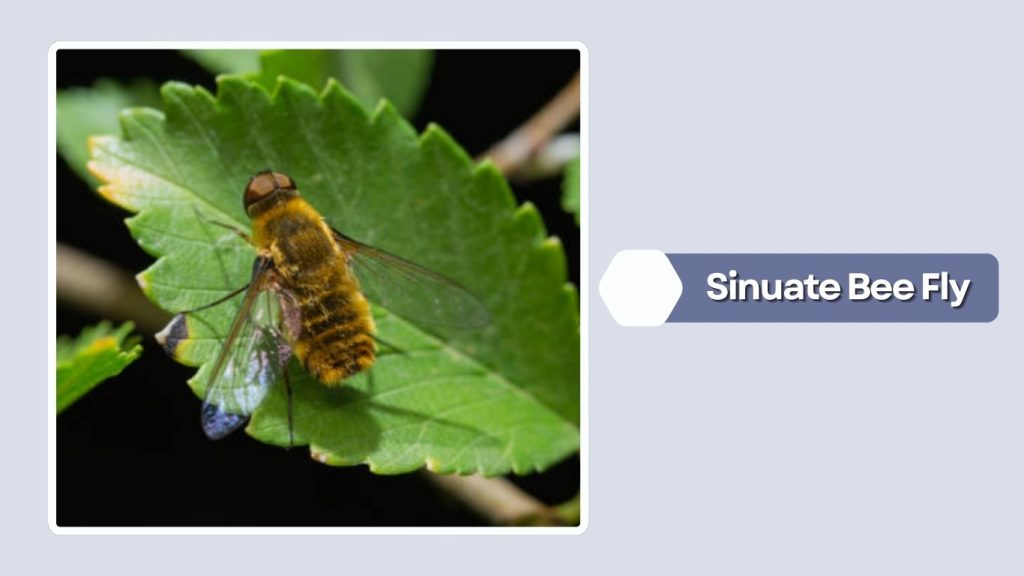 Sinuate Bee Fly
