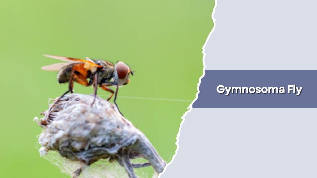 Gymnosoma Fly