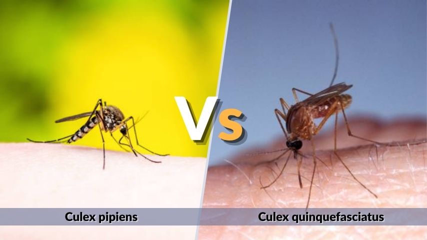 Culex pipiens vs Culex quinquefasciatus