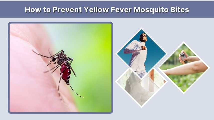 How to Prevent Yellow Fever Mosquito Bites
