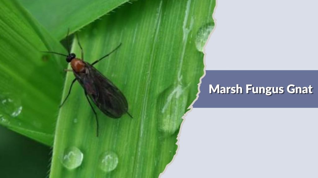 Marsh Fungus Gnat