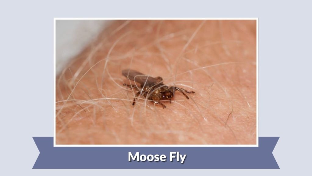 Moose Fly