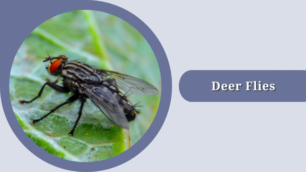 Deer Flies
