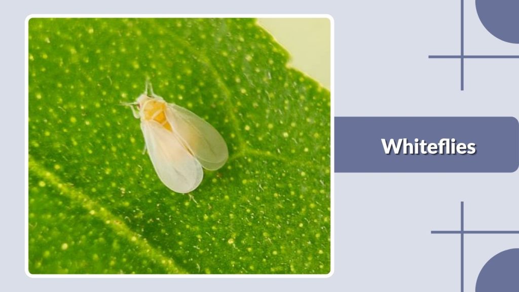 Whiteflies