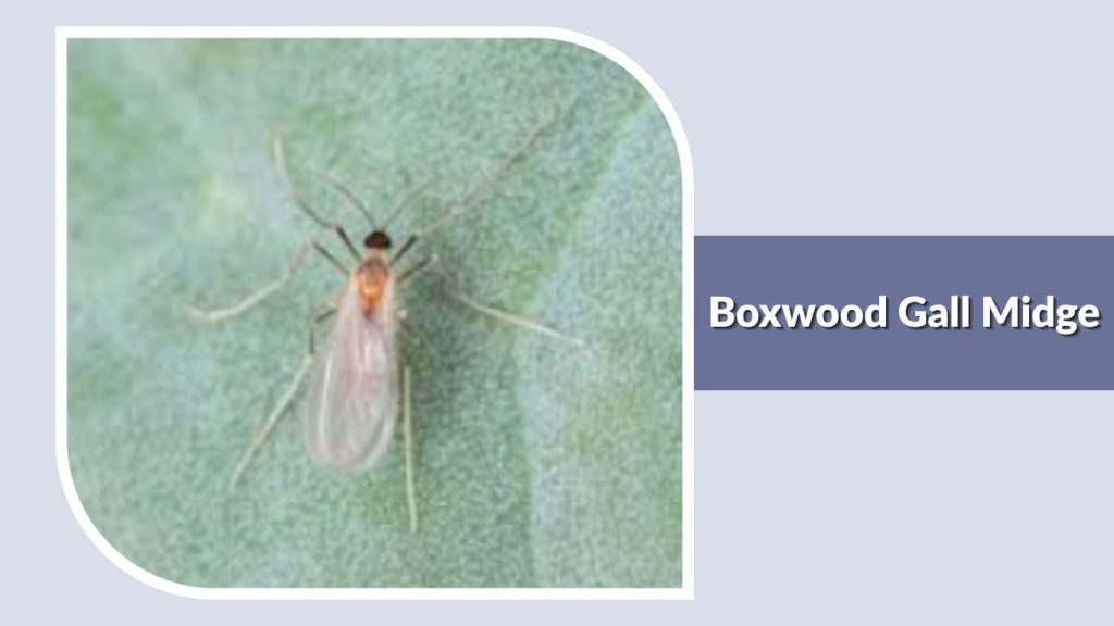 Boxwood Gall Midge