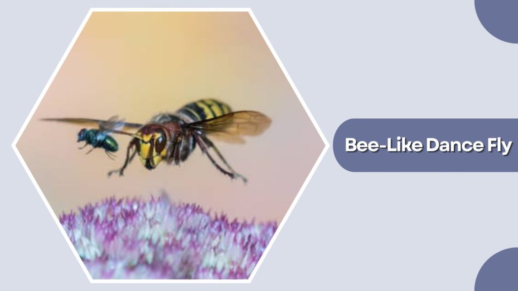 Bee-Like Dance Fly