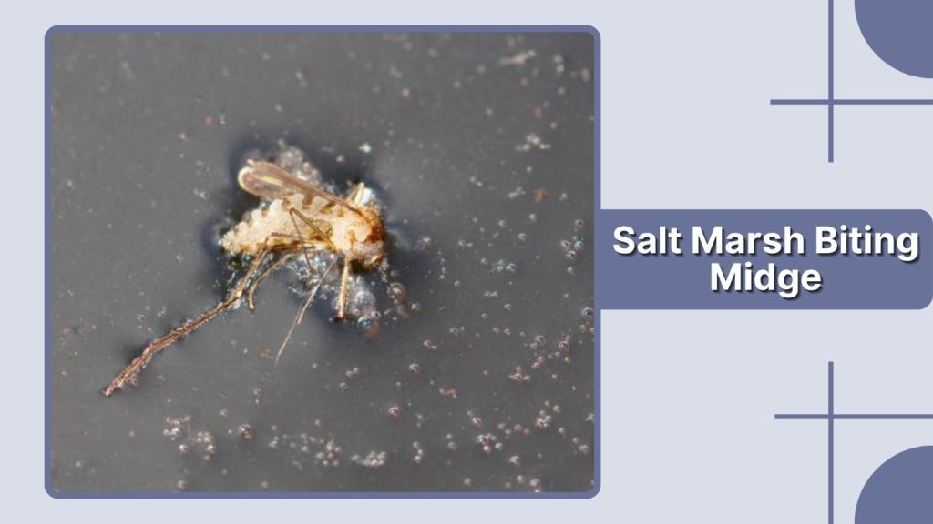 Salt Marsh Biting Midge