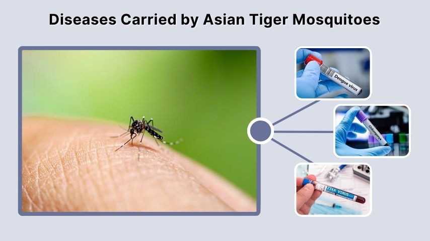 Diseases Carried by Asian Tiger Mosquitoes