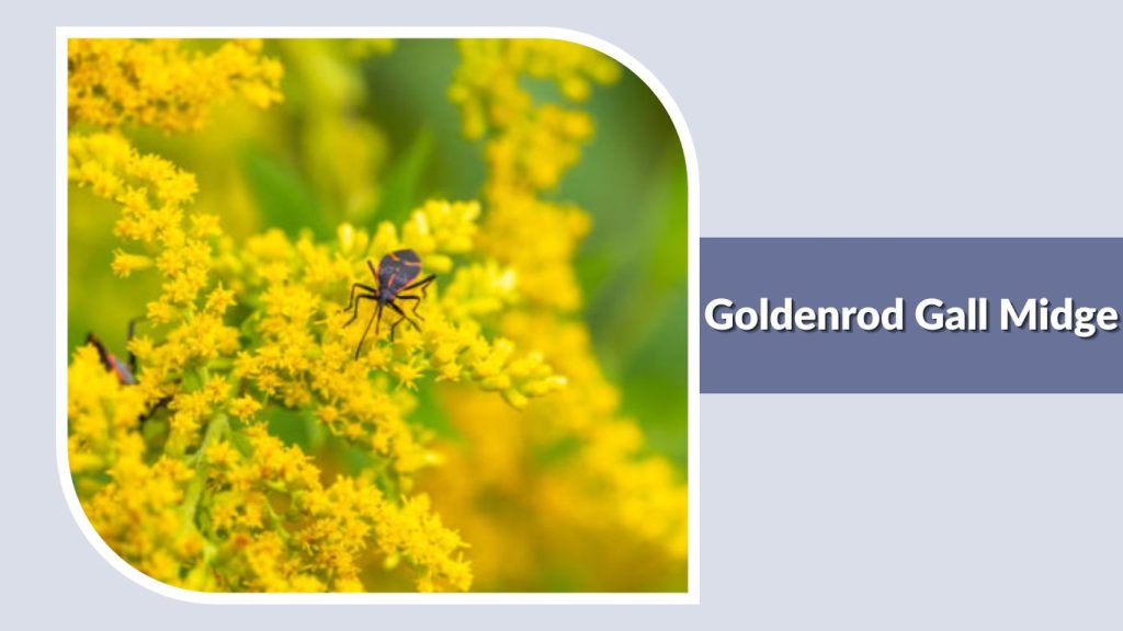 Goldenrod Gall Midge