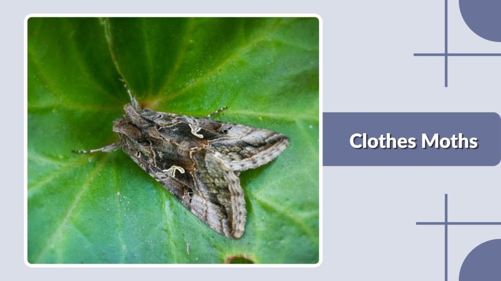 Clothes Moths
