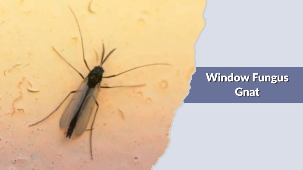 Window Fungus Gnat