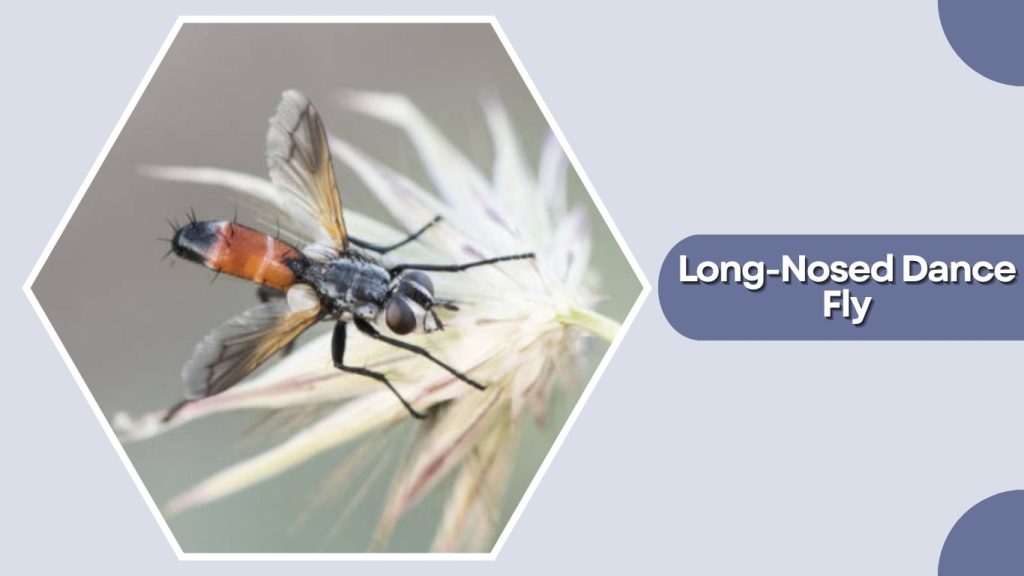 Long-Nosed Dance Fly